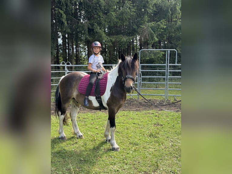 Pintos Mix Wallach 3 Jahre 150 cm Tobiano-alle-Farben in Fuchstal