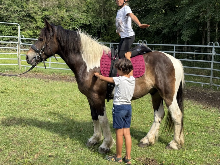 Pintos Mix Wallach 3 Jahre 150 cm Tobiano-alle-Farben in Fuchstal