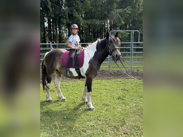Pintos Mix Wallach 3 Jahre 150 cm Tobiano-alle-Farben in Fuchstal