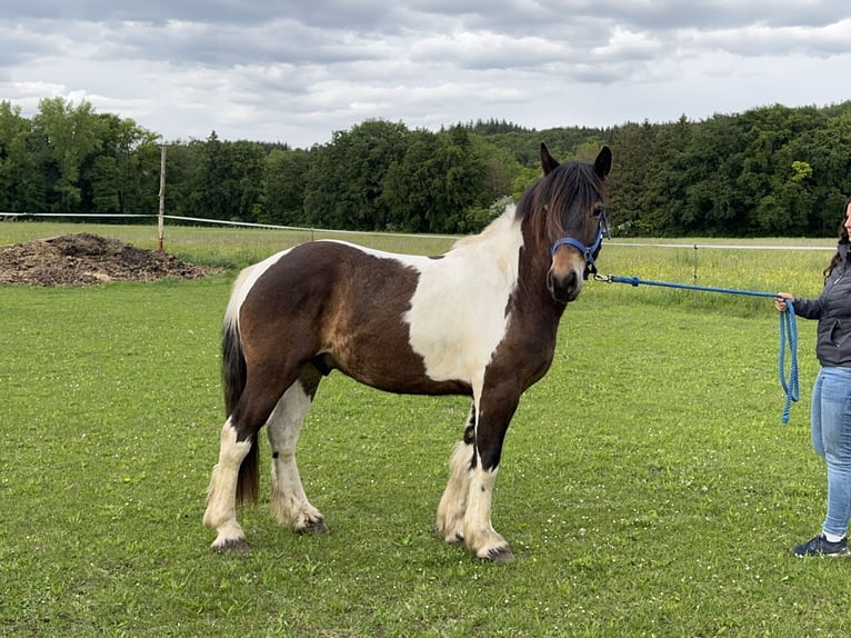 Pintos Mix Wallach 3 Jahre 150 cm Tobiano-alle-Farben in Fuchstal