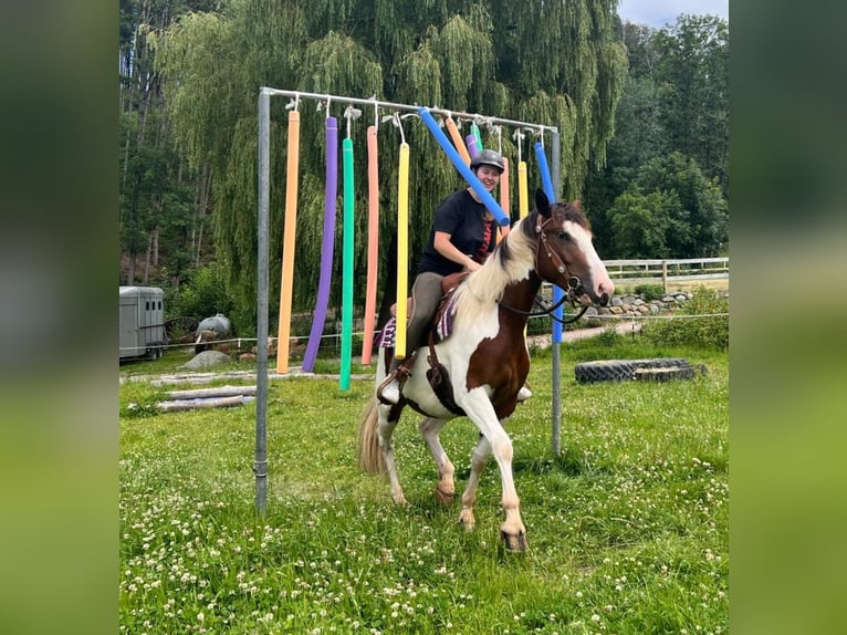 Pintos Mix Wallach 3 Jahre 152 cm Schecke in Bayerbach