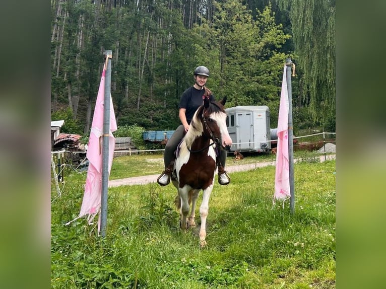 Pintos Mix Wallach 3 Jahre 152 cm Schecke in Bayerbach