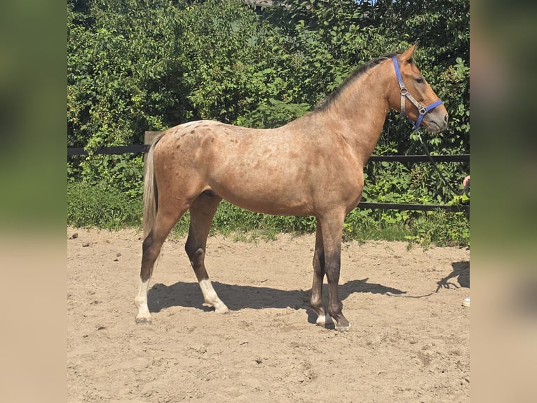 Pintos Mix Wallach 3 Jahre 152 cm Tigerschecke in M&#xFC;lheim an der Ruhr