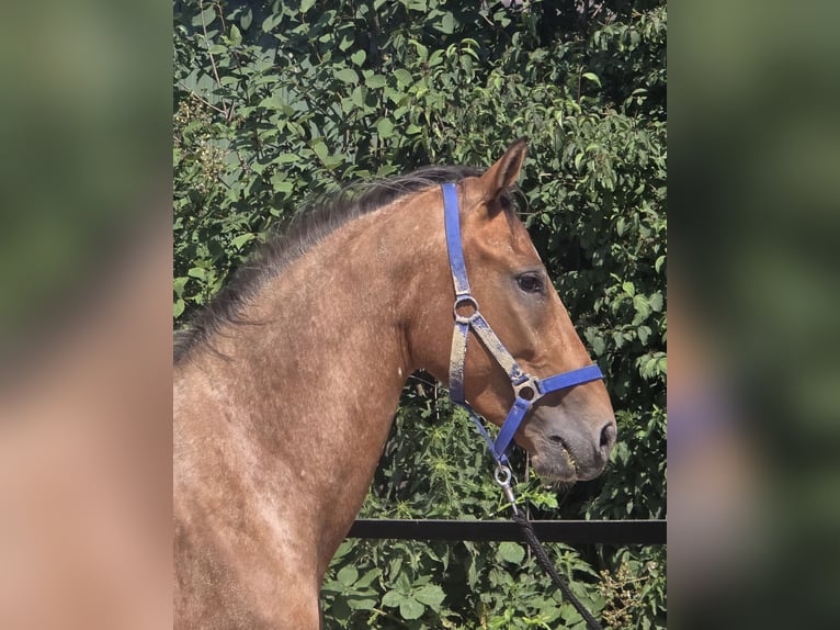 Pintos Mix Wallach 3 Jahre 152 cm Tigerschecke in M&#xFC;lheim an der Ruhr