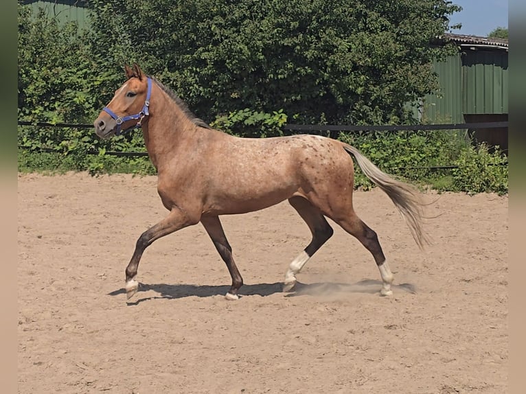 Pintos Mix Wallach 3 Jahre 152 cm Tigerschecke in M&#xFC;lheim an der Ruhr