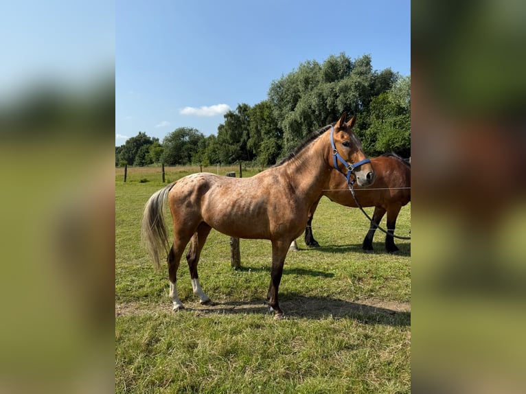 Pintos Mix Wallach 3 Jahre 152 cm Tigerschecke in M&#xFC;lheim an der Ruhr