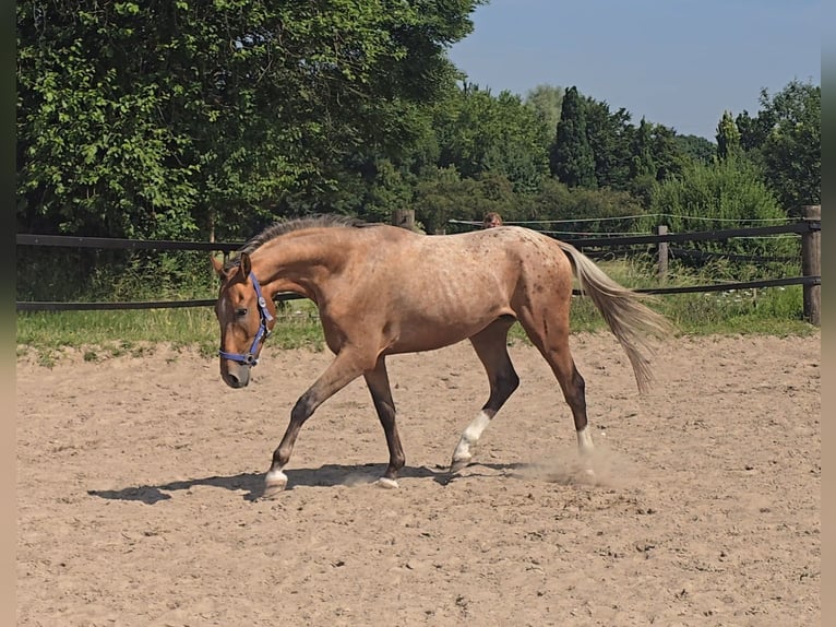 Pintos Mix Wallach 3 Jahre 152 cm Tigerschecke in M&#xFC;lheim an der Ruhr