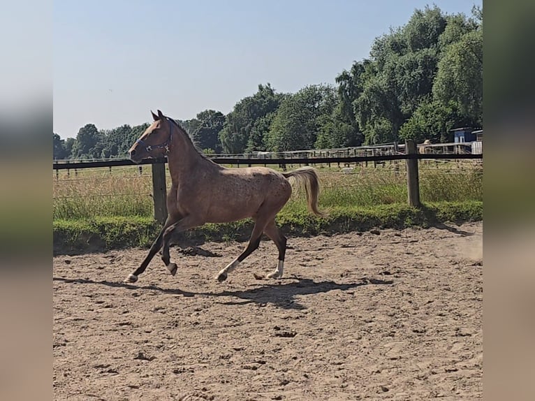 Pintos Mix Wallach 3 Jahre 152 cm Tigerschecke in M&#xFC;lheim an der Ruhr