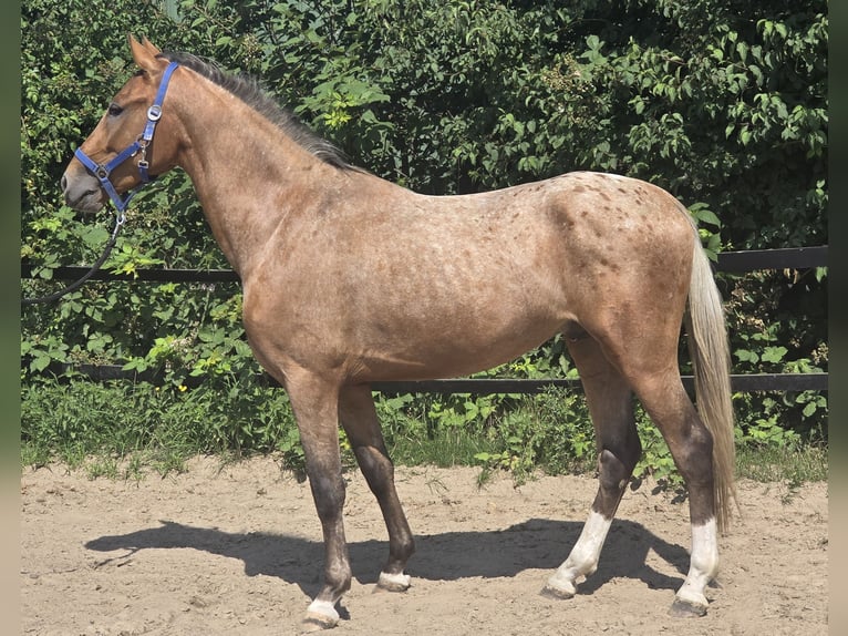 Pintos Mix Wallach 3 Jahre 152 cm Tigerschecke in M&#xFC;lheim an der Ruhr
