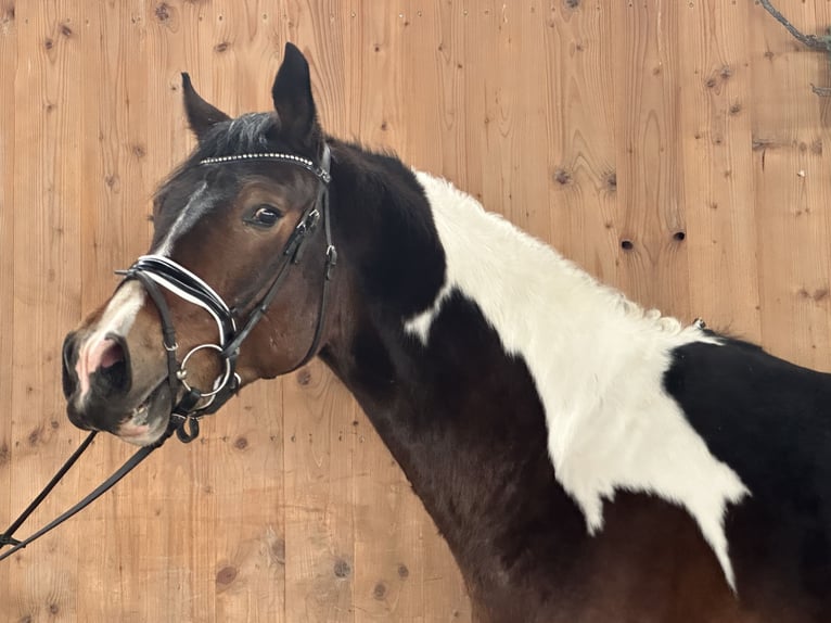 Pintos Wallach 3 Jahre 154 cm Schecke in Riedlingen