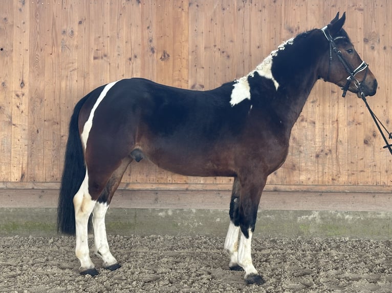 Pintos Wallach 3 Jahre 154 cm Schecke in Riedlingen