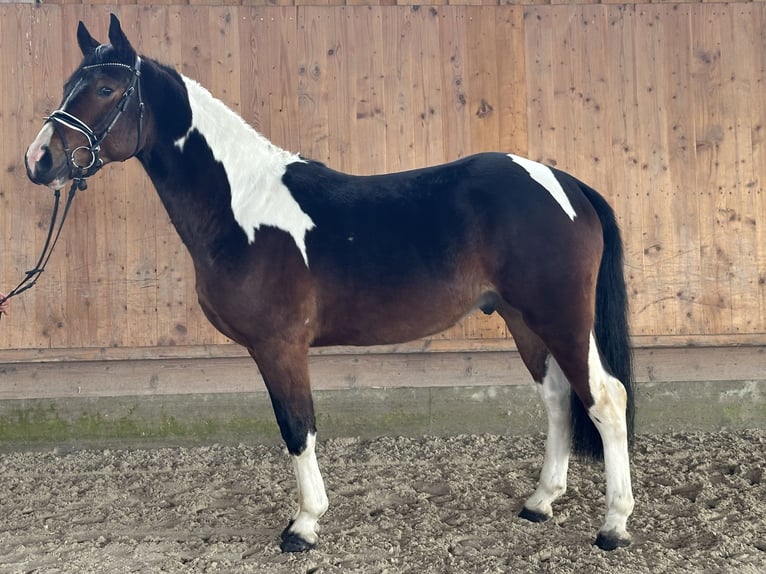 Pintos Wallach 3 Jahre 154 cm Schecke in Riedlingen