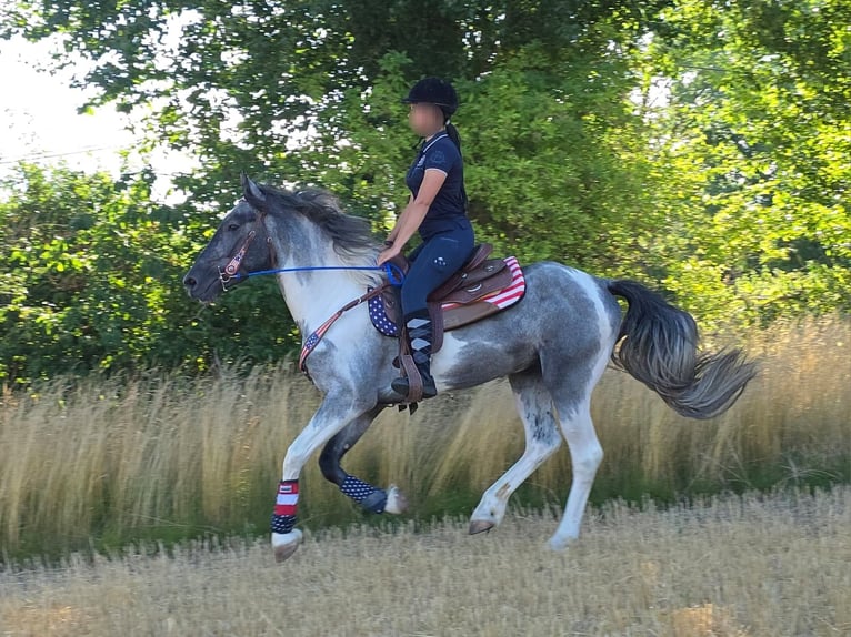 Pintos Wallach 3 Jahre 154 cm Schecke in Linkenbach