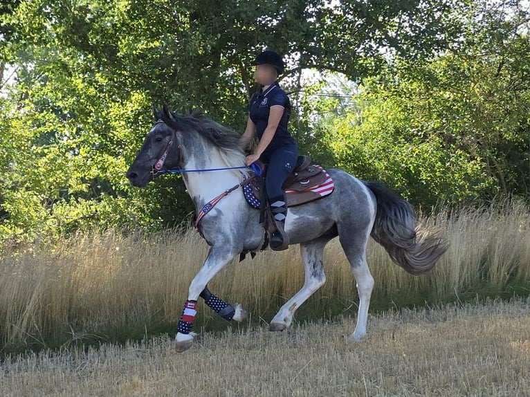 Pintos Wallach 3 Jahre 154 cm Schecke in Linkenbach