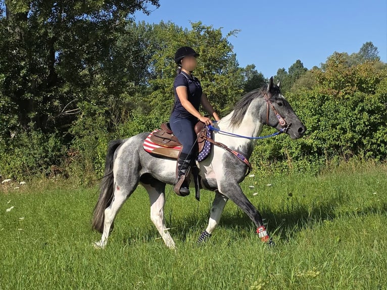 Pintos Wallach 3 Jahre 154 cm Schecke in Linkenbach