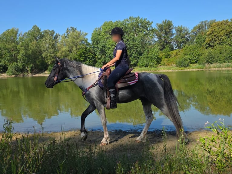 Pintos Wallach 3 Jahre 154 cm Schecke in Linkenbach