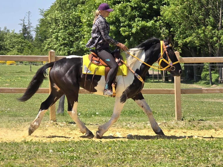 Pintos Wallach 3 Jahre 155 cm Schecke in Linkenbach