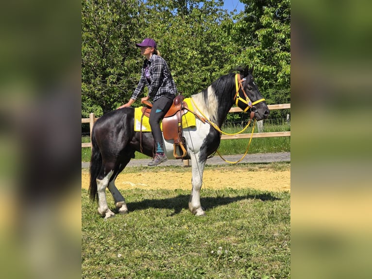 Pintos Wallach 3 Jahre 155 cm Schecke in Linkenbach