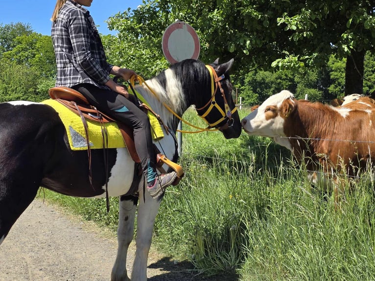 Pintos Wallach 3 Jahre 155 cm Schecke in Linkenbach