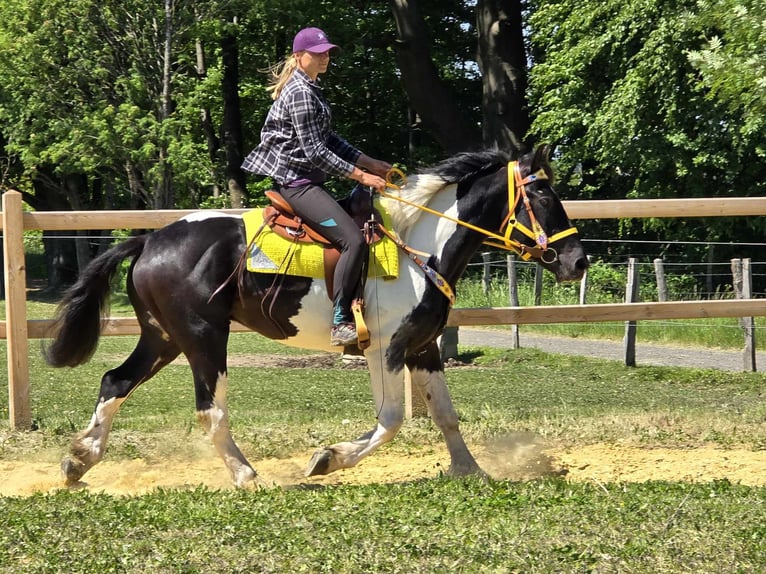 Pintos Wallach 3 Jahre 155 cm Schecke in Linkenbach