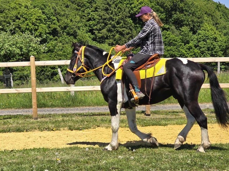 Pintos Wallach 3 Jahre 155 cm Schecke in Linkenbach