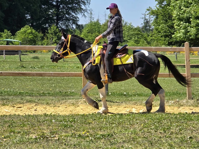 Pintos Wallach 3 Jahre 155 cm Schecke in Linkenbach