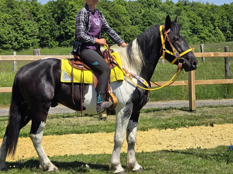Pintos Wallach 3 Jahre 155 cm Schecke in Linkenbach