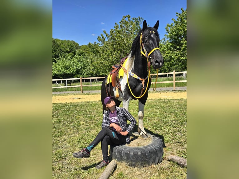 Pintos Wallach 3 Jahre 155 cm Schecke in Linkenbach