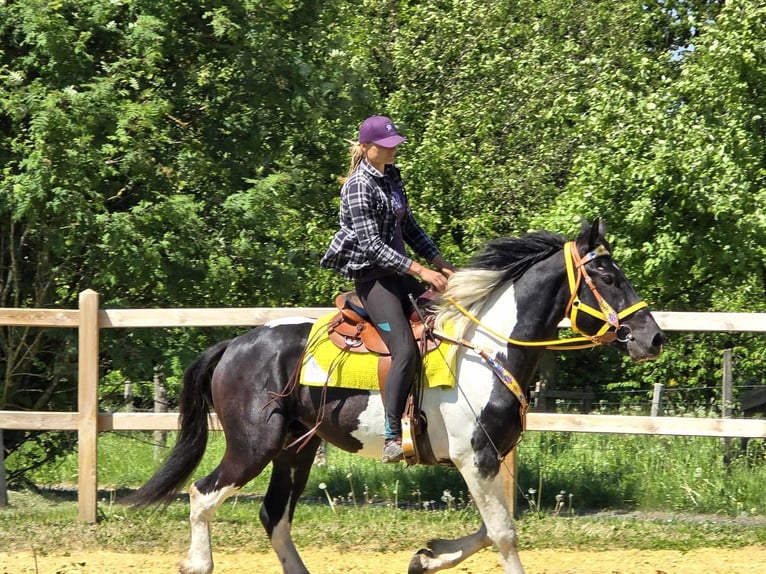 Pintos Wallach 3 Jahre 155 cm Schecke in Linkenbach