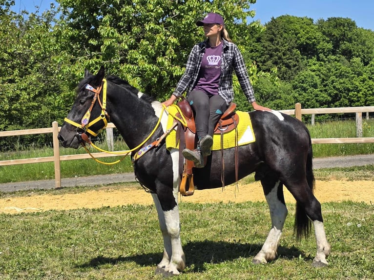 Pintos Wallach 3 Jahre 155 cm Schecke in Linkenbach