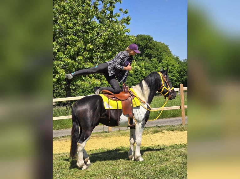 Pintos Wallach 3 Jahre 155 cm Schecke in Linkenbach