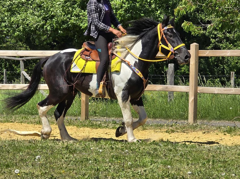 Pintos Wallach 3 Jahre 155 cm Schecke in Linkenbach