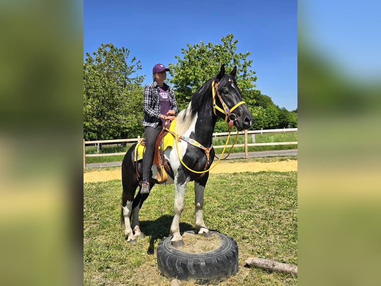 Pintos Wallach 3 Jahre 155 cm Schecke in Linkenbach