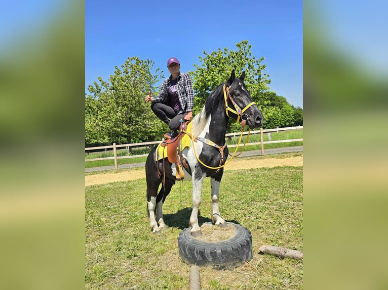 Pintos Wallach 3 Jahre 155 cm Schecke in Linkenbach