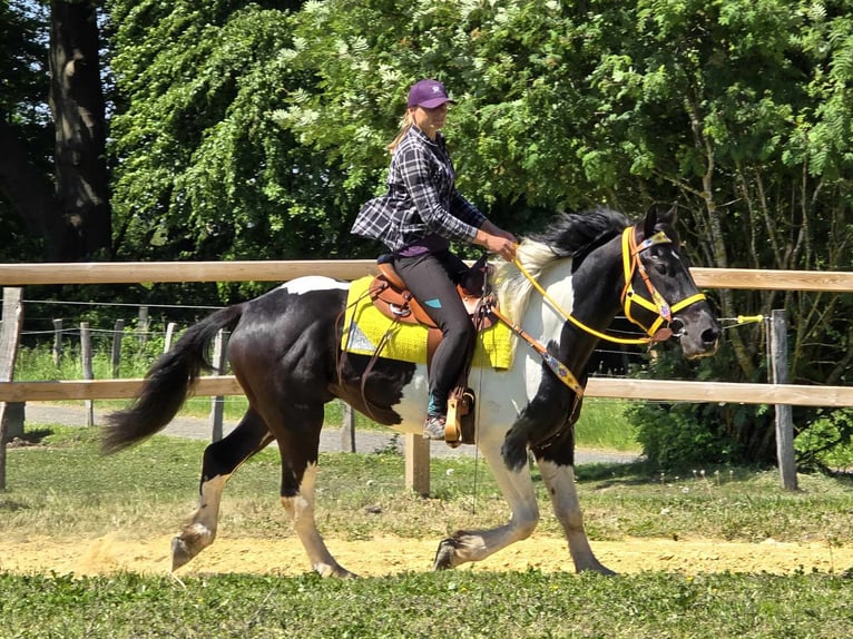 Pintos Wallach 3 Jahre 155 cm Schecke in Linkenbach
