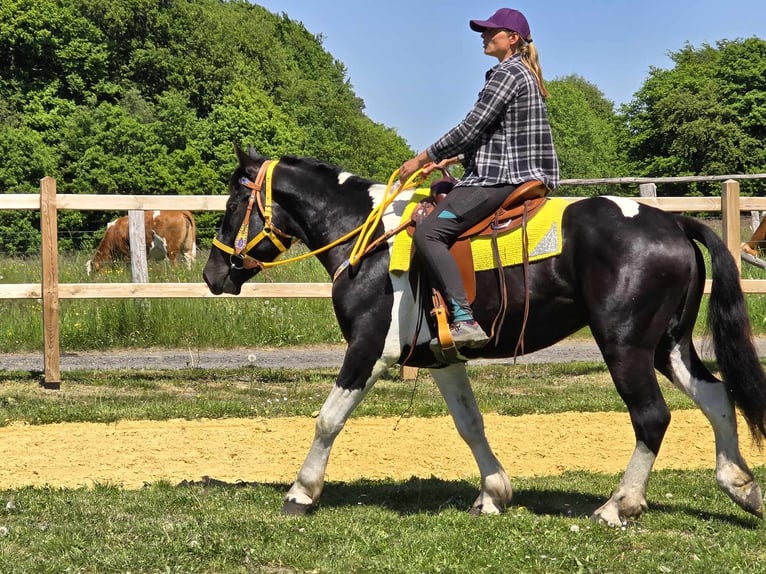 Pintos Wallach 3 Jahre 155 cm Schecke in Linkenbach