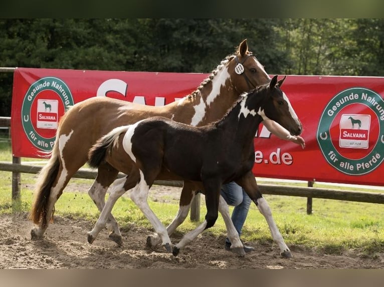 Pintos Wallach 3 Jahre 155 cm Schecke in Holste