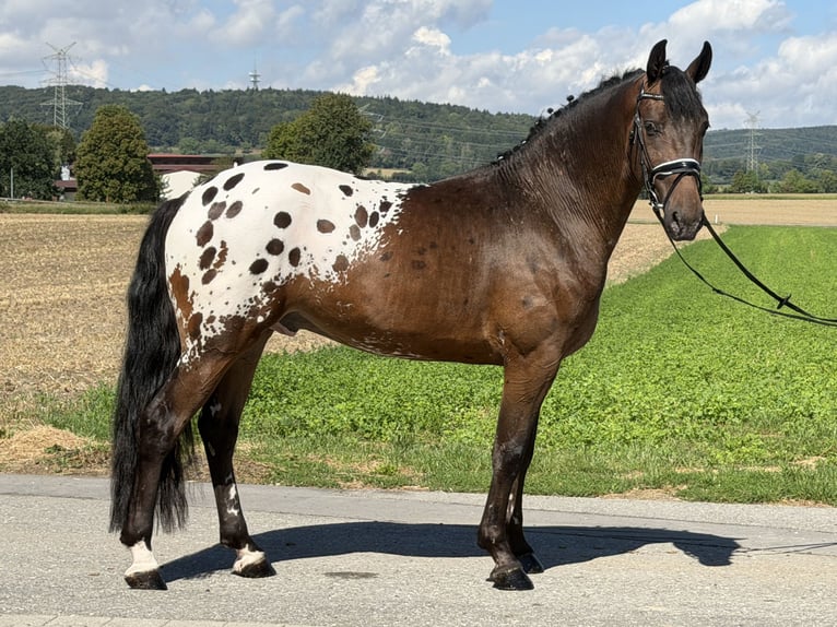 Pintos Mix Wallach 3 Jahre 159 cm Tigerschecke in Riedlingen