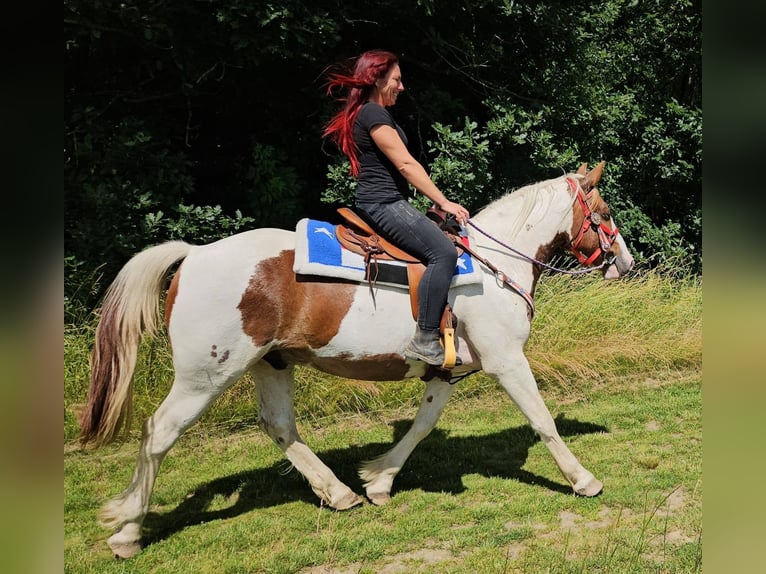 Pintos Wallach 3 Jahre 160 cm Schecke in Linkenbach