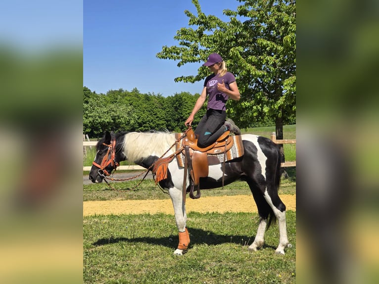 Pintos Wallach 3 Jahre in Linkenbach