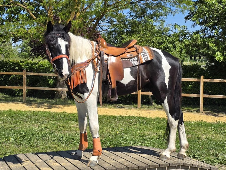 Pintos Wallach 3 Jahre in Linkenbach