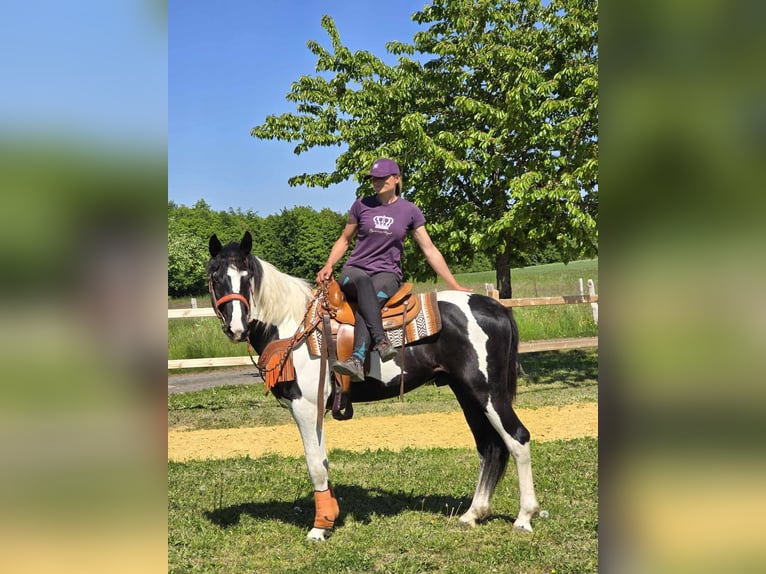 Pintos Wallach 3 Jahre in Linkenbach
