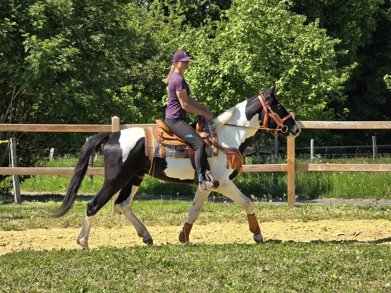 Pintos Wallach 3 Jahre in Linkenbach