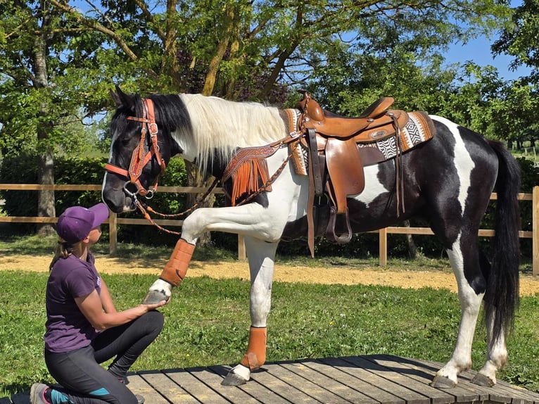 Pintos Wallach 3 Jahre in Linkenbach