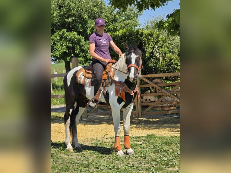 Pintos Wallach 3 Jahre in Linkenbach