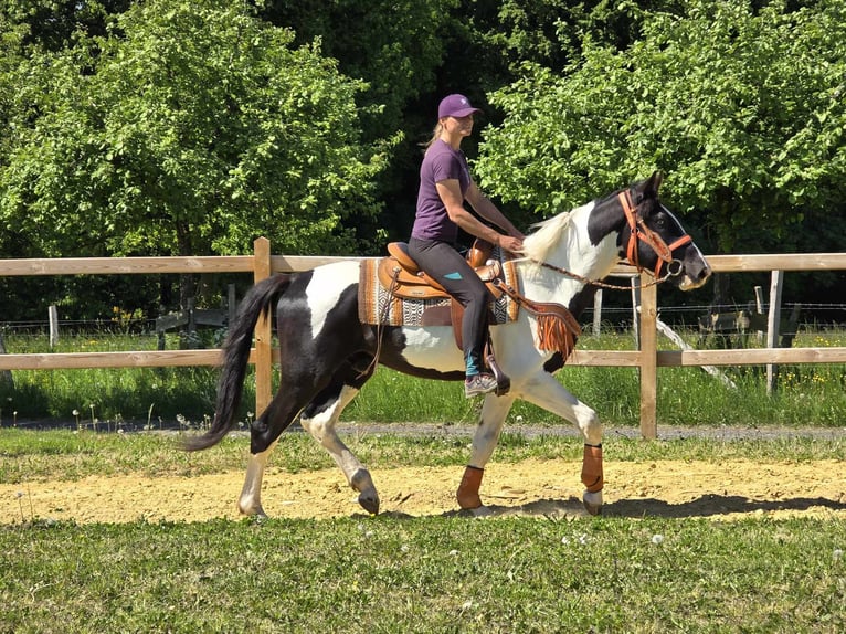 Pintos Wallach 3 Jahre in Linkenbach