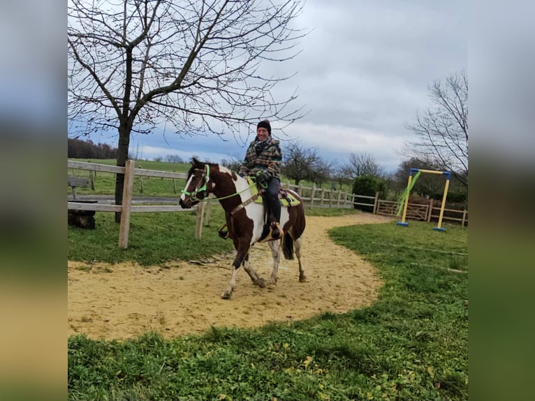 Pintos Wallach 4 Jahre 143 cm Schecke in Linkenbach