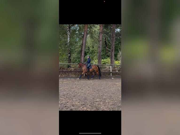Pintos Wallach 4 Jahre 146 cm Brauner in Gro&#xDF;enkneten