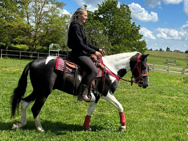 Pintos Wallach 4 Jahre 152 cm Schecke in Linkenbach