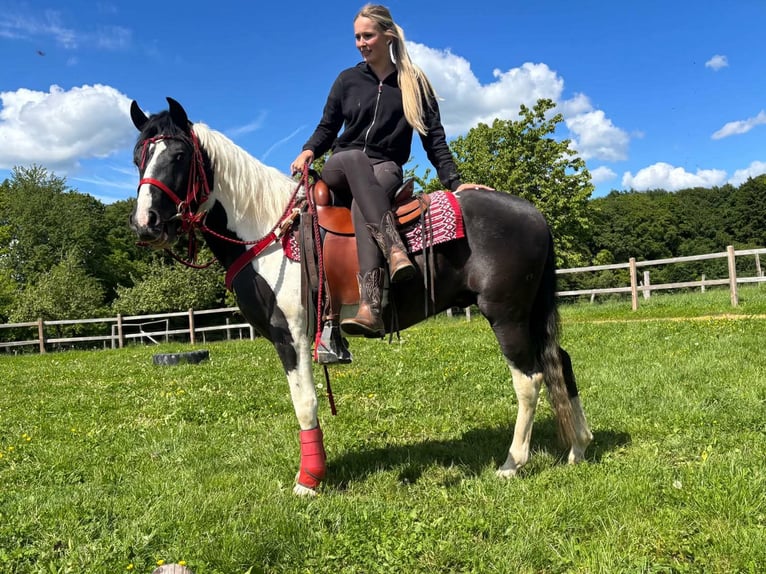 Pintos Wallach 4 Jahre 152 cm Schecke in Linkenbach